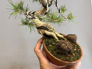 Bonsái Pinus Sylvestris