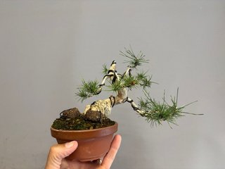 Bonsái Pinus Sylvestris
