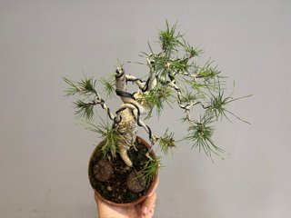 Bonsái Pinus Sylvestris
