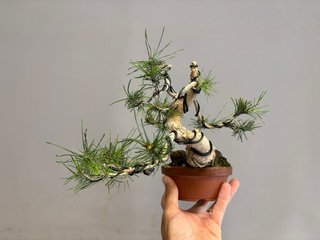 Bonsái Pinus Sylvestris