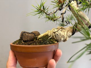 Bonsái Pinus Sylvestris