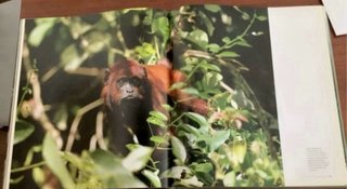 Amazonia, viaje a los origenes