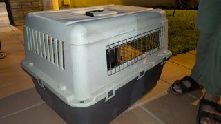 Transportin perro mediano