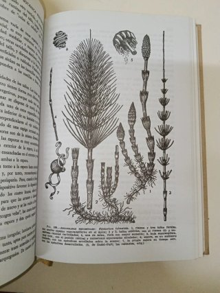 Botánica pintoresca