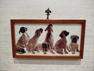 Piccolo quadro con cuccioli di Boxer