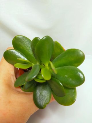 Crassula Ovata Planta Jade Árvore do Dinheiro