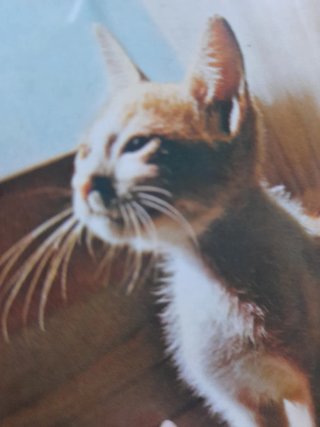 Todo Sobre Los Gatos: Cria, Razas, Enfermedades