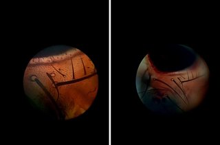 Microscopio Trinocular ANTARES con caja de madera