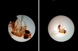 Microscopio Trinocular ANTARES con caja de madera