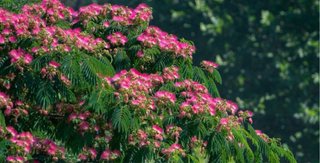 Semillas Árbol de la Seda (Albizia julibrissin)