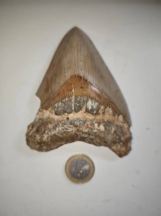 Fósil Diente Megalodon 23 m.a.