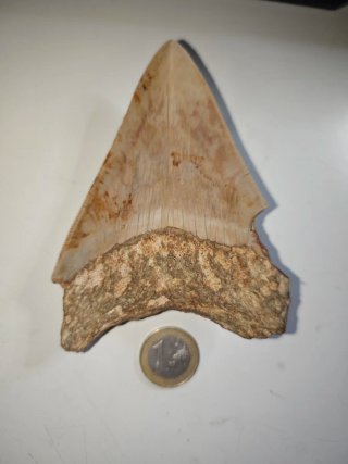 Fósil Diente Megalodon 23 m.a.