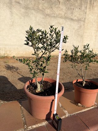 Prebonsai Olivo