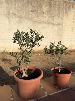 Prebonsai Olivo