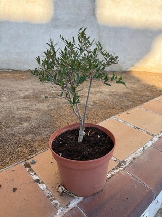 Prebonsai Olivo