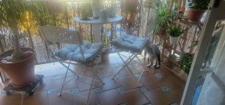 Sillas de jardín con cojines (2 unidades)