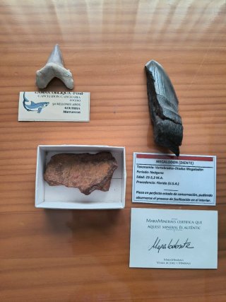 Lote de fósiles para Adolfo