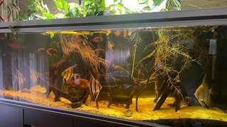 Acuario 720L