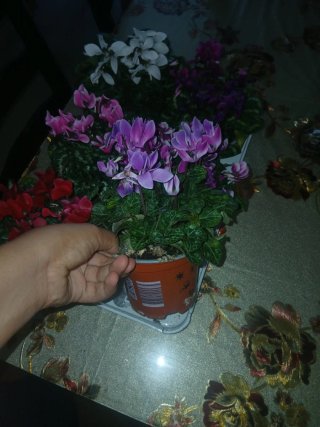 Plantas de Cíclamen (Varios Colores)