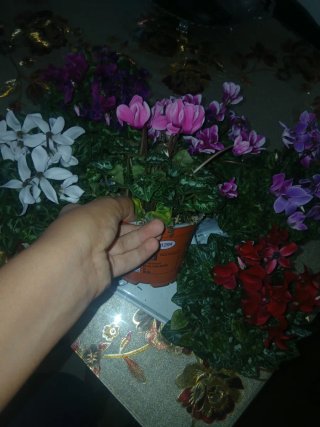 Plantas de Cíclamen (Varios Colores)