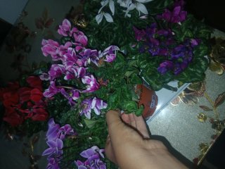 Plantas de Cíclamen (Varios Colores)