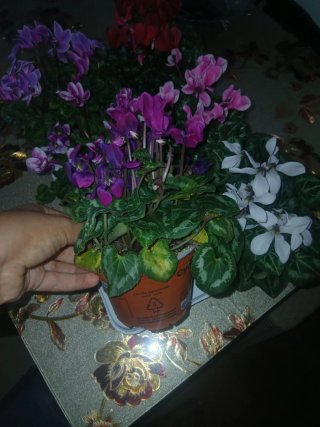 Plantas de Cíclamen (Varios Colores)