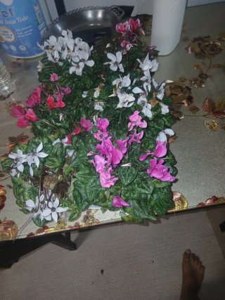 Plantas de Cíclamen (Varios Colores)