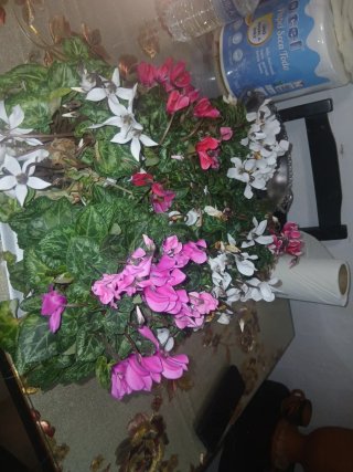 Plantas de Cíclamen (Varios Colores)