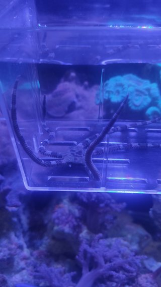Estrella de mar acuario
