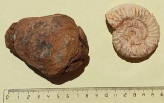 Lote Fósiles Trilobite y Ammonite