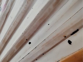 Gran abanico