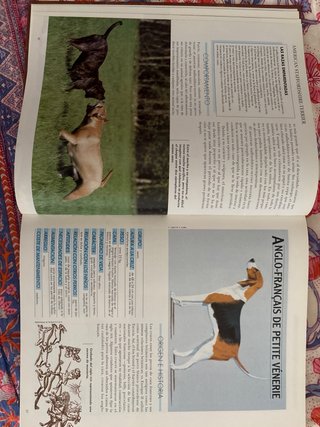 Enciclopedia completa Mis amigos los perros