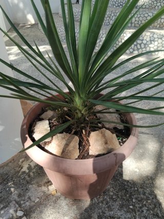 Planta de interior en maceta