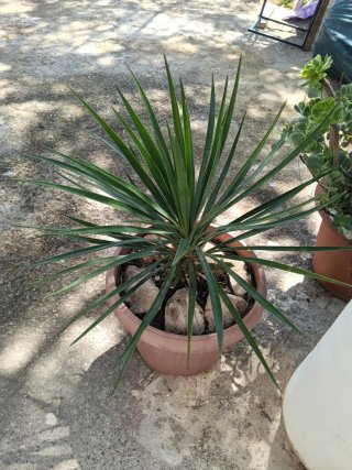 Planta de interior en maceta