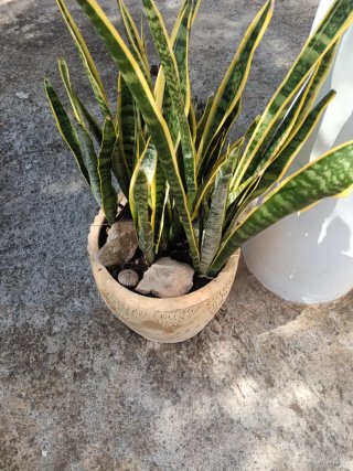 Planta Sansevieria en maceta de barro
