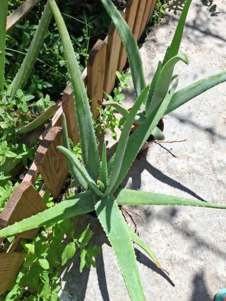 Planta de Aloe Vera en Motril