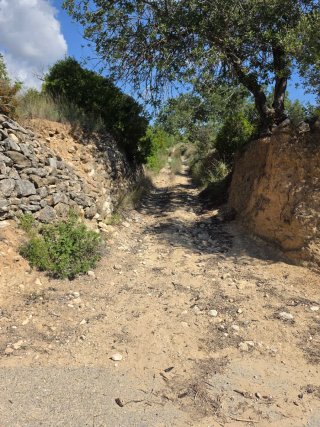 Terreno con olivos 9000m² en La Pobla de Montornés