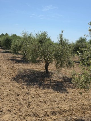 Terreno con olivos 9000m² en La Pobla de Montornés