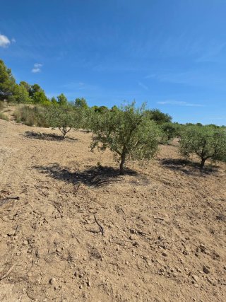 Terreno con olivos 9000m² en La Pobla de Montornés