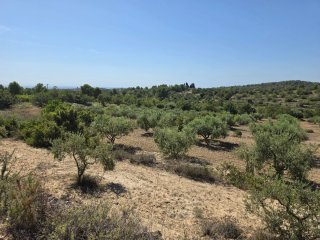 Terreno con olivos 9000m² en La Pobla de Montornés