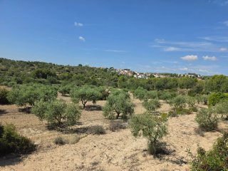 Terreno con olivos 9000m² en La Pobla de Montornés