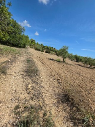 Terreno con olivos 9000m² en La Pobla de Montornés
