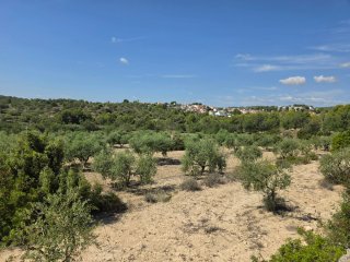 Terreno con olivos 9000m² en La Pobla de Montornés