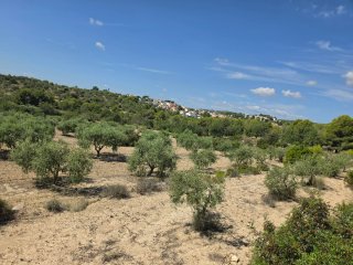 Terreno con olivos 9000m² en La Pobla de Montornés