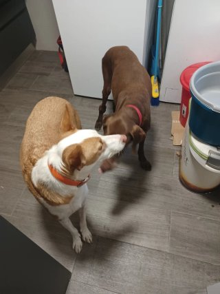 Cuidado de perros