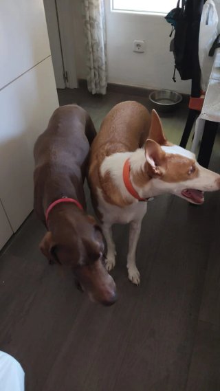 Cuidado de perros