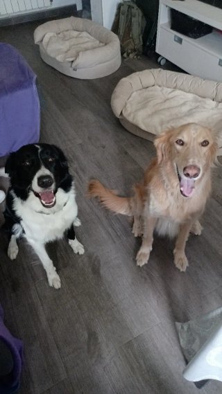 Cuidado de perros