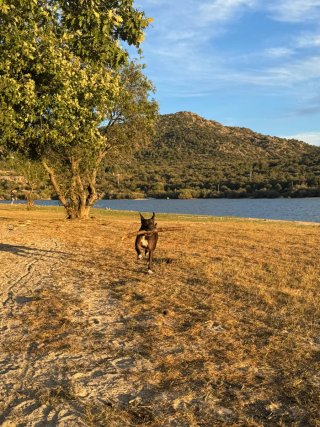 Cuidado de perros