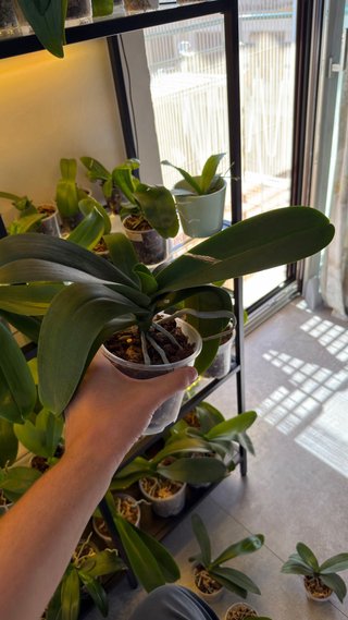 Orchidea Phalaenopsis Bianca