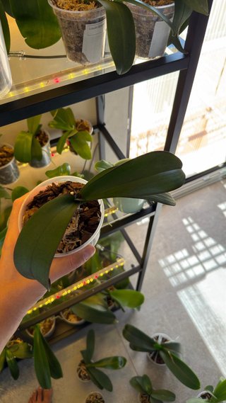 Orchidea Phalaenopsis Montpellier